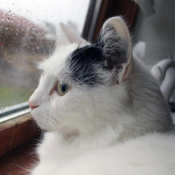 definitely not saewoo